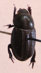 Aegidium squamatum