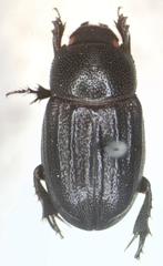 Aegidium squamatum