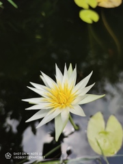 Nymphaea gracilis