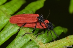 Benibotarus alternatus