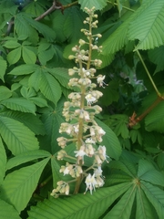 Aesculus hippocastanum