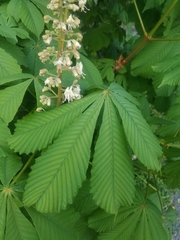 Aesculus hippocastanum