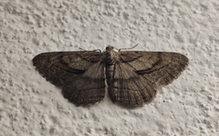 Peribatodes correptaria