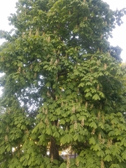Aesculus hippocastanum