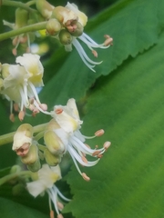 Aesculus hippocastanum