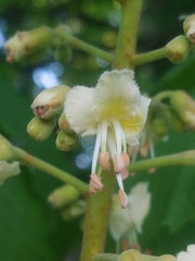 Aesculus hippocastanum