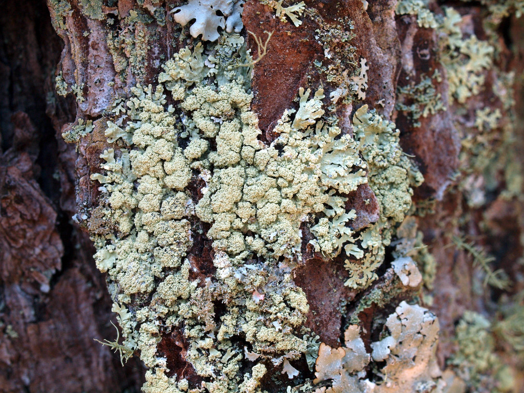 Pine Starburst