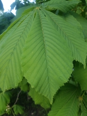 Aesculus hippocastanum