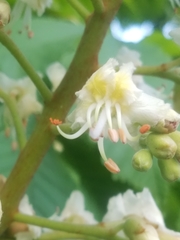 Aesculus hippocastanum