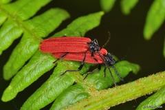 Benibotarus alternatus