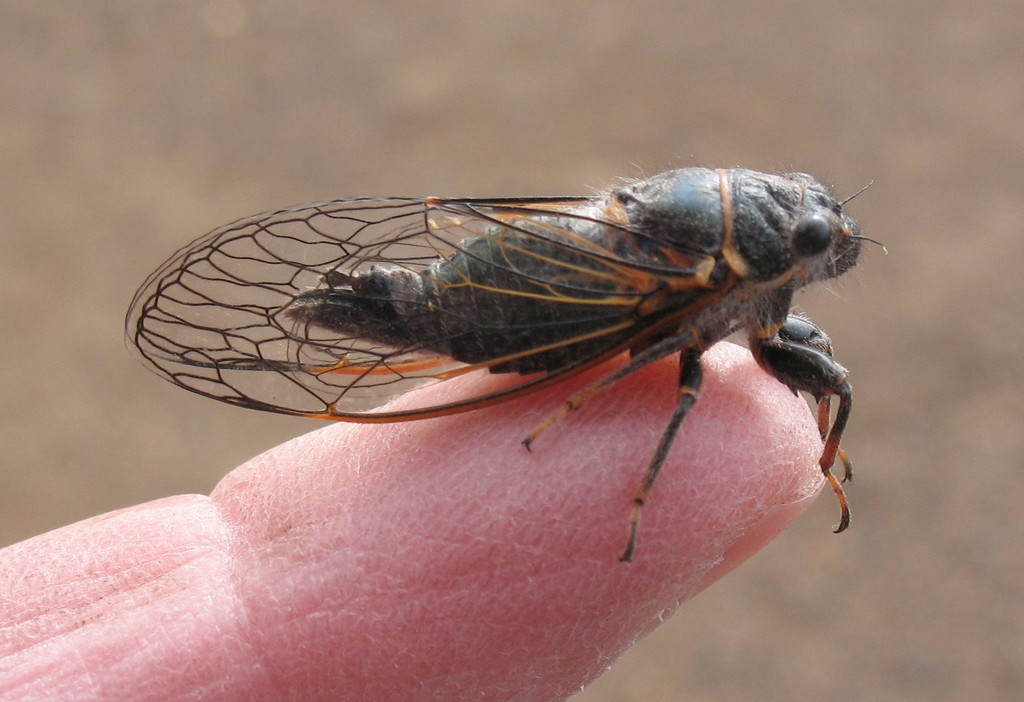 Platypediini