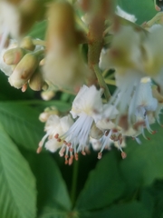 Aesculus hippocastanum