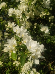 Malus sylvestris