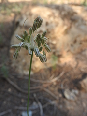 Image of Allium litardierei