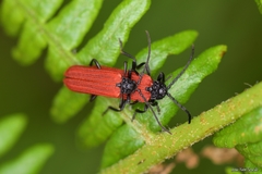 Benibotarus alternatus