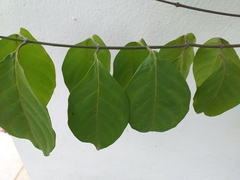 Banisteriopsis caapi