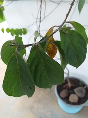 Banisteriopsis caapi