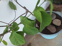 Banisteriopsis caapi