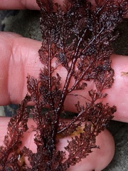 Microcladia coulteri