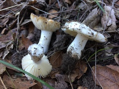 Russula albidula