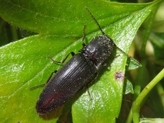 Ectinus aterrimus