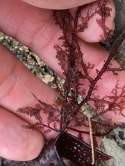 Microcladia coulteri