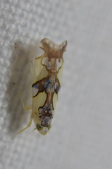 Protalebrella conica