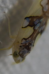 Protalebrella conica