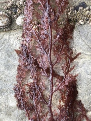 Microcladia coulteri