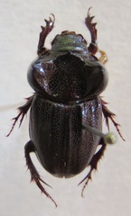 Aegidium squamatum