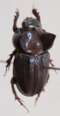 Aegidium squamatum