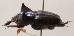 Aegidium squamatum