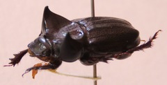Aegidium squamatum
