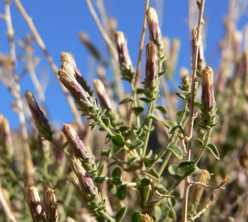 Brickellia microphylla var. scabra