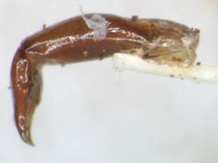 Aegidium squamatum