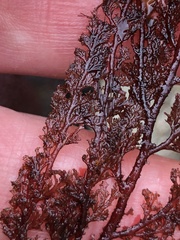 Microcladia coulteri