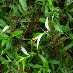 Buddleja alternifolia