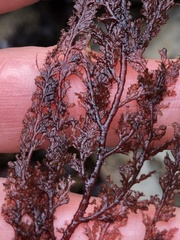 Microcladia coulteri