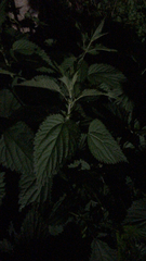 Urtica dioica