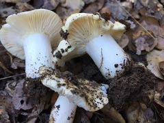 Russula albidula