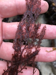 Microcladia coulteri