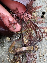 Microcladia coulteri