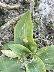 Brachystele camporum