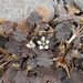 Geranium brevicaule - Photo (c) Mark H, algunos derechos reservados (CC BY-NC), subido por Mark H
