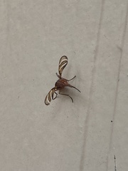 Tritoxa