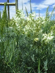 Astragalus drummondii