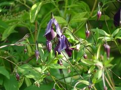Clematis viticella