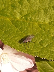 Diptera