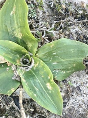 Brachystele camporum