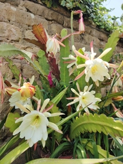 Epiphyllum oxypetalum